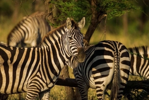 Arusha: 3 päivän safari Tarangireen, Manyara-järvelle ja Ngorongoroon