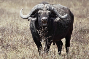 Arusza: 3-dniowe safari w Tarangire, Ngorongoro i Manyara