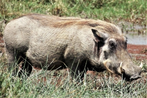 Arusza: 3-dniowe safari w Tarangire, Ngorongoro i Manyara