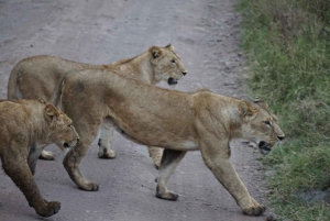 Arusza: 3-dniowe safari w Tarangire, Ngorongoro i Manyara