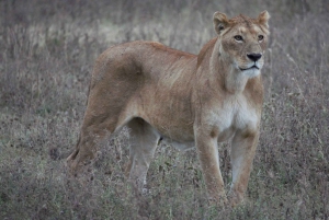 Arusza: 3-dniowe safari w Tarangire, Ngorongoro i Manyara