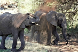 Arusza: 3-dniowe safari w Tarangire, Ngorongoro i Manyara