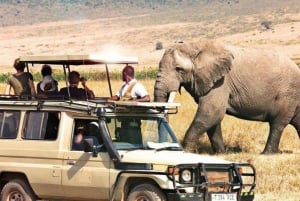 3-Day Safari to Tarangire, Ngorongoro, & Kilimanjaro