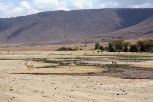 Arusha: driedaagse safari naar Tarangire, Ngorongoro en Lake Manyara