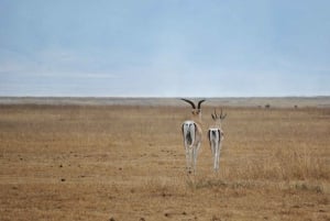 Arusha: 3 päivän safari Tarangireen, Ngorongoroon ja Manyara-järvelle