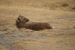 Arusha : Safari de 3 jours à Tarangire, Ngorongoro et au lac Manyara