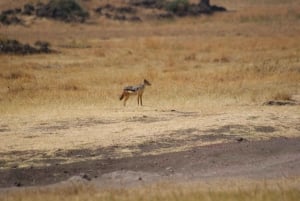 Arusha: 3-dagers safari til Tarangire, Ngorongoro og Lake Manyara