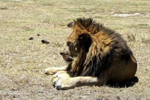 Arusha: Safari de 3 dias para Tarangire, Ngorongoro e Lago Manyara