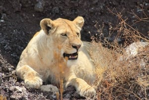 Arusha: 3-dages safari til Tarangire, Ngorongoro og Manyara-søen