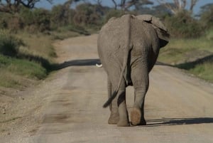 Arusha: 3 päivän safari Tarangireen, Ngorongoroon ja Manyara-järvelle