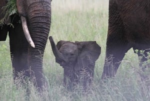Arusha: 3-dniowe safari do Tarangire, Ngorongoro i jeziora Manyara