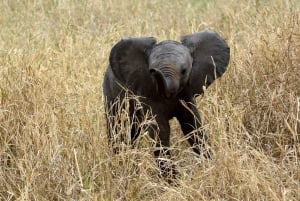 Arusha: safari di 3 giorni a Tarangire, Ngorongoro e al lago Manyara