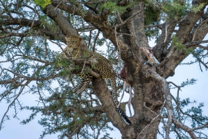 Arusha: Safári de 3 dias com balão de ar quente para lua de mel