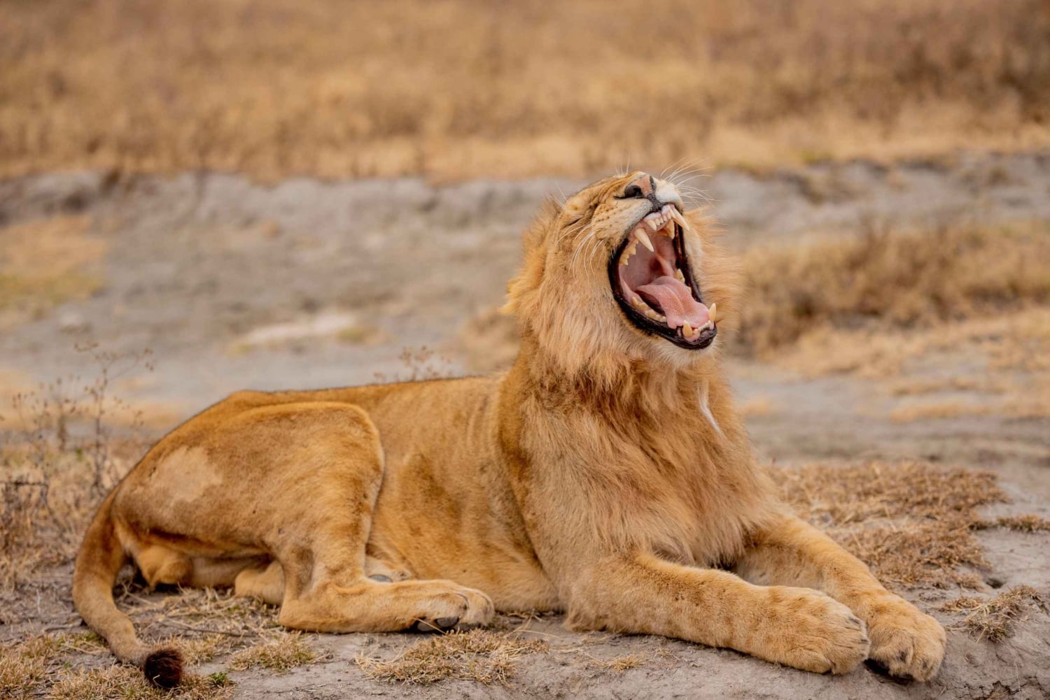 Arusha: 3-dages safari