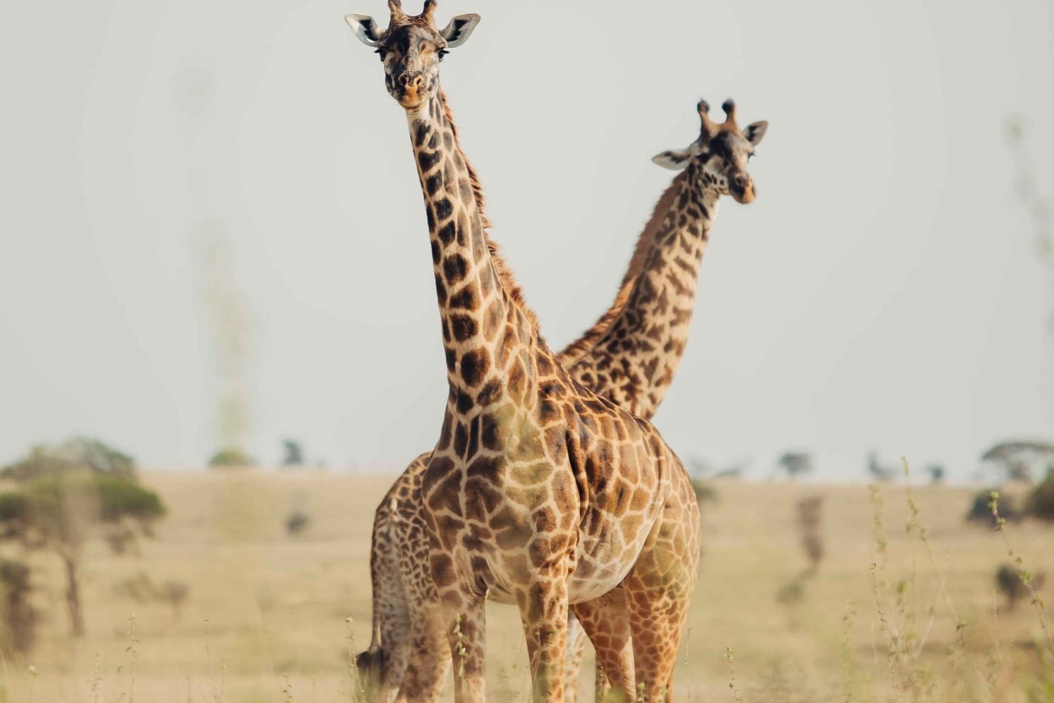 Arusha: 3-dages safari