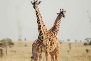 Arusha: 3-dages safari