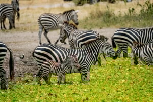 Arusha: 3-dages safari