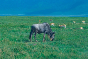 Arusha: 3-daagse Serengeti en Ngorongoro groepssafari