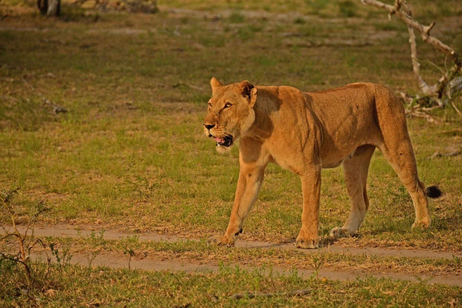 Arusha: 3-dagers Serengeti varmluftsballongsafari og flyreiser
