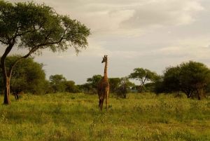 Arusha: 3-dagars safari med de fem stora i Serengeti och Ngorongorokratern