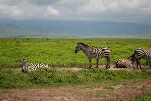 Arusha: 3-dagars safari med de fem stora i Serengeti och Ngorongorokratern