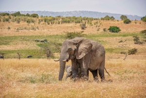 Arusha: 3-dagars safari med de fem stora i Serengeti och Ngorongorokratern