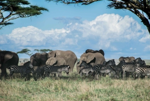 Arusha: 3-dagars safari med de fem stora i Serengeti och Ngorongorokratern