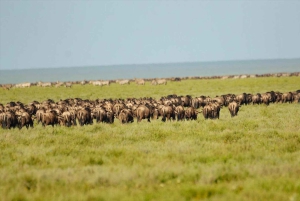 Arusha: 3 päivän Serengeti & Ngorongoro safariseikkailu