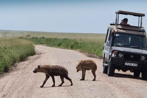Arusha: 3 päivän Serengeti & Ngorongoro safariseikkailu