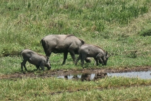 Arusha: 3 päivän Serengeti & Ngorongoro safariseikkailu