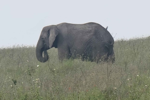 Arusha: 3 päivän Serengeti & Ngorongoro safariseikkailu