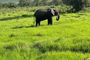 Arusha: 3 päivän Serengeti & Ngorongoro safariseikkailu