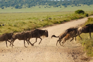 Arusha: 3 päivän Serengeti & Ngorongoro safariseikkailu