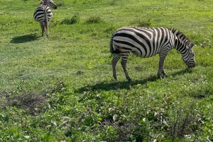 Arusha: 3 päivän Serengeti & Ngorongoro safariseikkailu