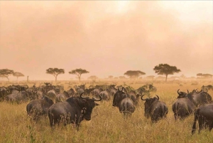 Arusha: 3 päivän Serengeti & Ngorongoro safariseikkailu