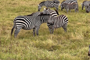 Arusha: 3 päivän Serengeti & Ngorongoro safariseikkailu
