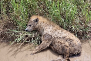 Arusha: 3 päivän Serengeti & Ngorongoro safariseikkailu