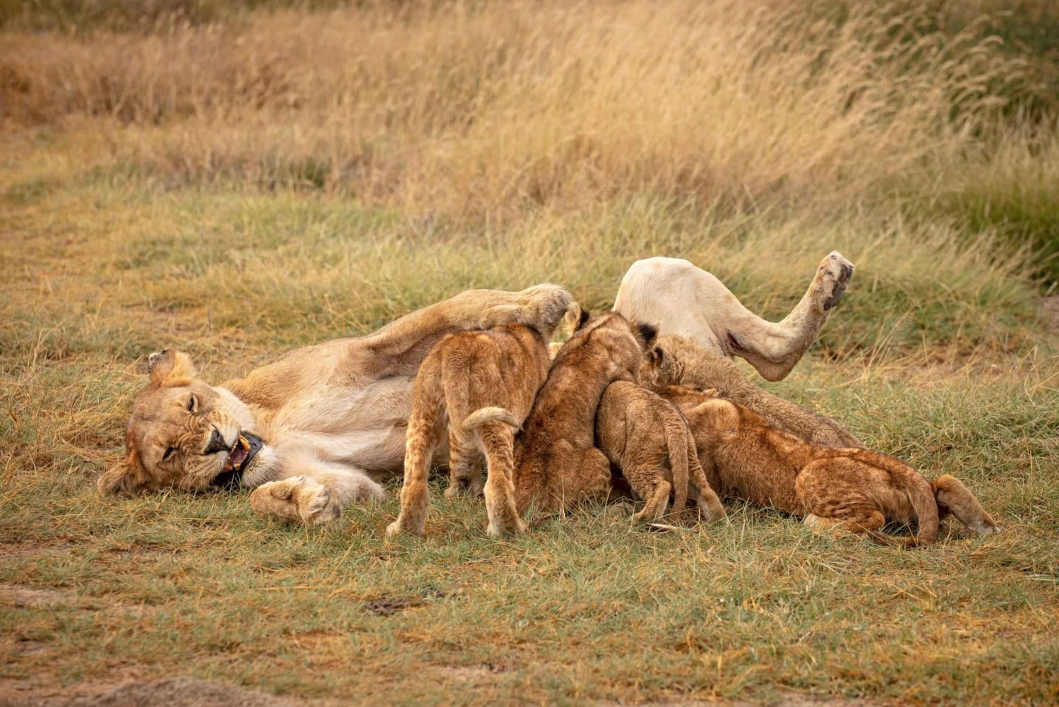 Arusha: 3-tägige Serengeti-, Ngorongoro- und Tarangire-Safari