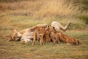 Arusha: 3-tägige Serengeti-, Ngorongoro- und Tarangire-Safari