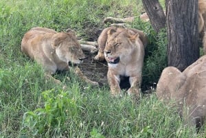 Arusha: Safári de 3 dias no Serengeti com alojamento