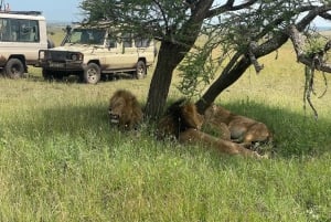 Arusha: Safári de 3 dias no Serengeti com alojamento