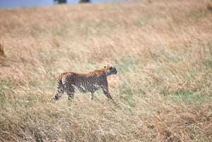Arusha: Safári de 3 dias no Serengeti com alojamento