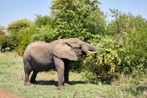 Arusha: Safári de 3 dias no Serengeti com alojamento