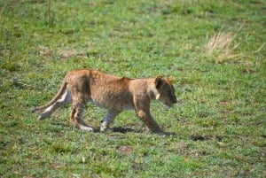 Arusha: Safári de 3 dias no Serengeti com alojamento