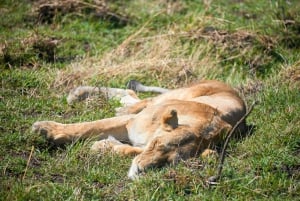 Arusha: Safári de 3 dias no Serengeti com alojamento