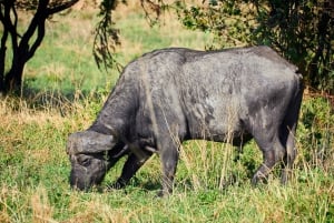 Arusha: Safári de 3 dias no Serengeti com alojamento
