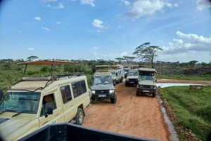 Arusha: Safári de 3 dias no Serengeti com alojamento
