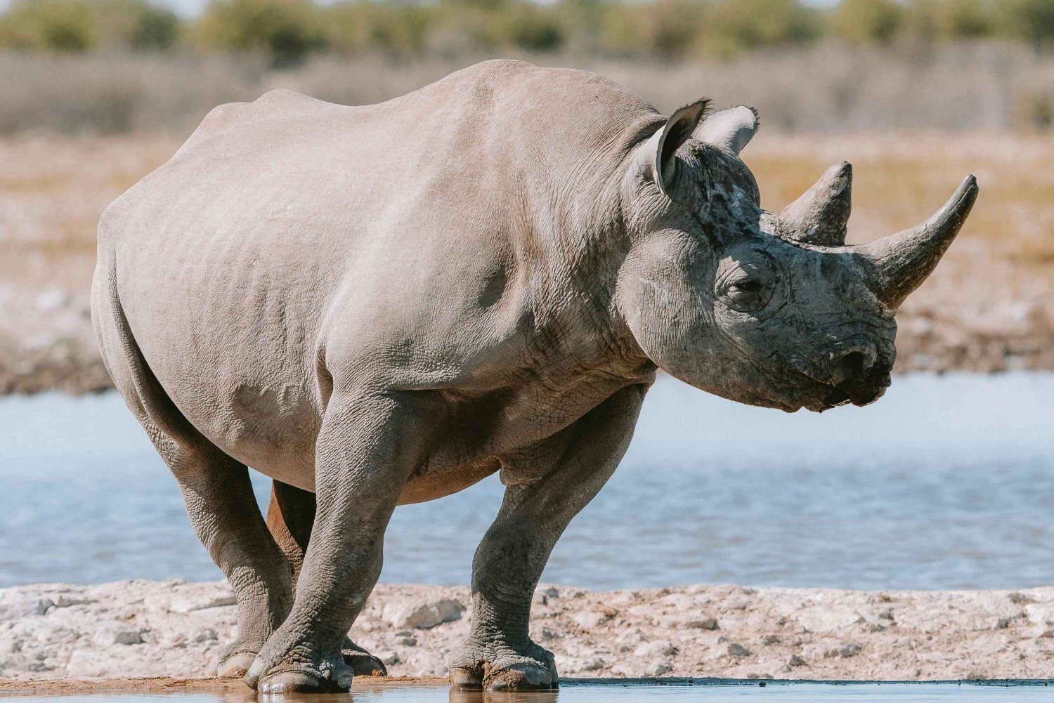 Arusha: 3-dagers budsjettvennlig campingsafari i Tanzania