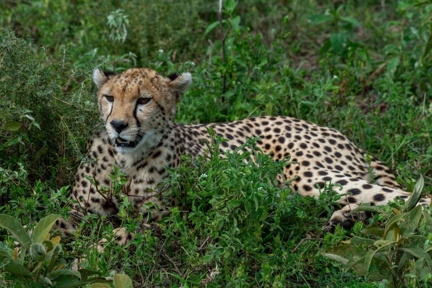 Arusha: 3-Day Tarangire and Ngorongoro Crater Safari
