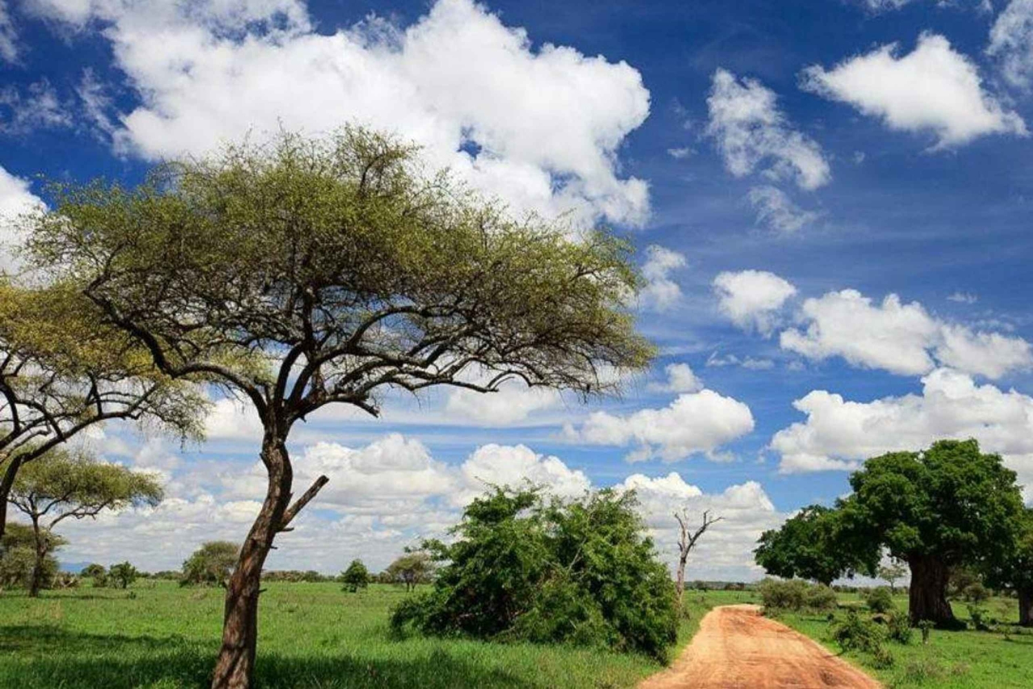 Arusha: 3-dniowa wycieczka do Parku Narodowego Tarangire i jeziora Natron